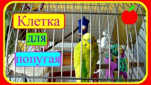 Клетка для попугая//Уход за волнистым попугаем//Советы новичку