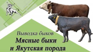 Выводка быков. Мясные быки + Бонус ( Якутская порода)