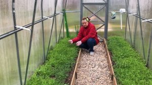 Грядки для огурцов, грядки для перцев.