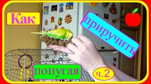 Как ПРИРУЧИТЬ ПОПУГАЯ к рукам повторно?Ч.2//Ручной волнистый попугай//Уход и содержание попугая