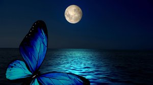Moonlight Waltz