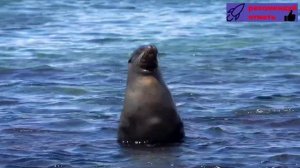 Галапагосские острова_ Рай для любителей дикой природы