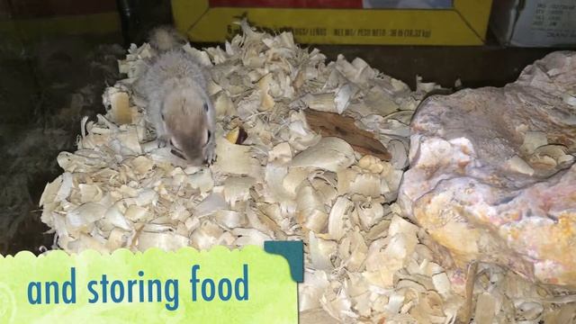 Sapphire, the Desert Squirrel Rescue Part 11 by Reptile Rescue Las Vegas смотреть онлайн