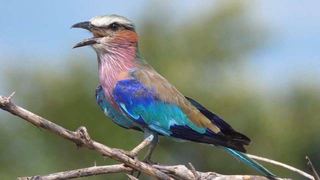 послушайте эту музыку и вам станет легче🌿Нежная музыка успокаивает нервную систему и радует душу смотреть онлайн