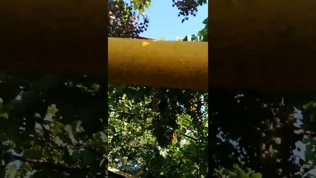 02.08.2021(3) виноград в Мичуринске. смотреть онлайн