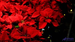 ✸ ♫ ❤ Хит, который нельзя пропустить - Dramatic Sad -- Lowtone Music -- Dramatic Sad + Chorus Versio