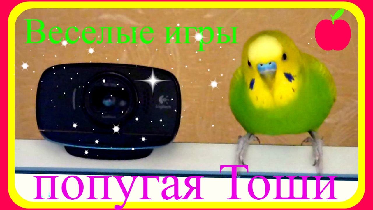 ВЕСЕЛЫЕ ИГРЫ ПОПУГАЯ ТОШИ//ВОЛНИСТЫЙ ПОПУГАЙ//ПРИКОЛЫ