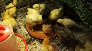 Цыплятам 10дней/Все ли живые?           #цыплята #птицы #январь2023 #хозяйство