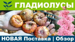 ГЛАДИОЛУСЫ | Новая поставка! Обзор