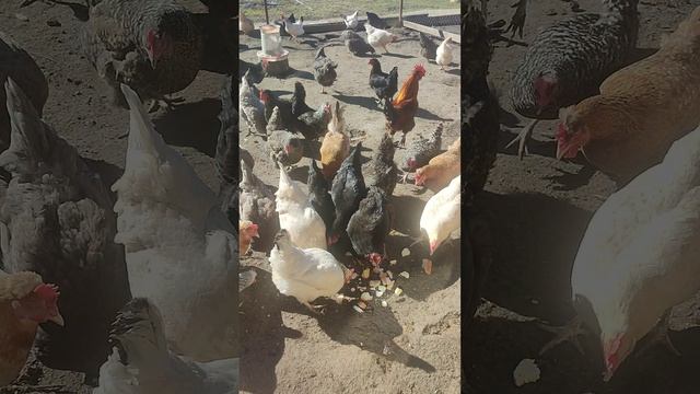Почему даю вкусняшки курочкам🐔 а не гусям 🪿 Я их не люблю одинаково? Ответ на комментарий💬🤔