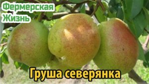 Груша северянка