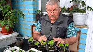 Индетерминантным помидорам 10 дней