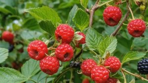 Виноград Красотка характеристика и описание сорта, посадка и уход - Ягоды