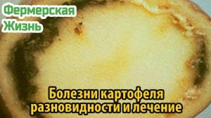 Болезни картофеля разновидности и лечение