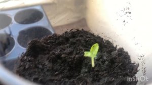 Сажаем Мальву на рассаду.Перенесла ли Мальва пересадку? Мальва Четерз смесь. Часть 1.