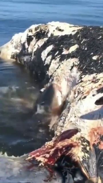 How sharks eat whale | world's creativity смотреть онлайн