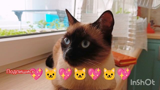 Голодный🙄обморок🐱не🥣ела 😂два часа‼️ #кошки #смешныекоты #кошка Ладушка #тайская кошка