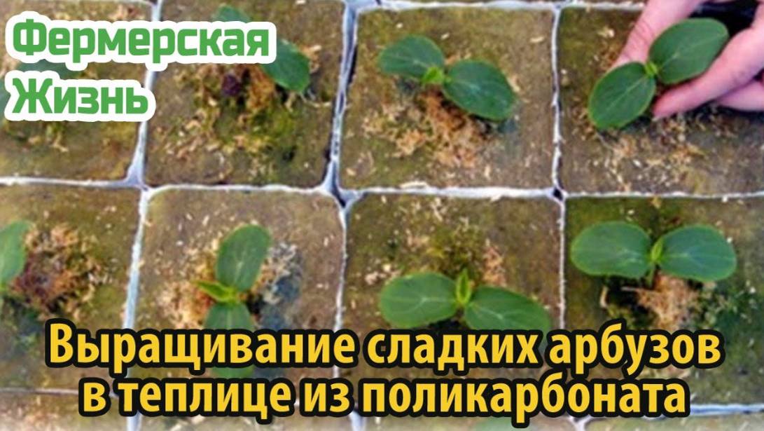 Выращивание сладких арбузов в теплице из поликарбоната
