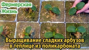 Выращивание сладких арбузов в теплице из поликарбоната