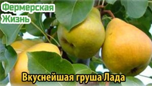 Вкуснейшая груша Лада