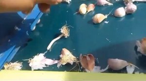 Техника для чеснока ТМЗ Ресурс