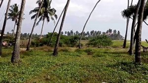 Д5  Кинозарисовка   пальмы