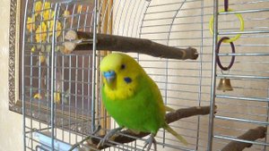 КАК ПОЕТ ПОПУГАЙ ТОША ВЕСНОЙ ▶️ ВЕСЕЛОЕ ПЕНИЕ ПОПУГАЯ ▶️ зеленый попугайчик TV