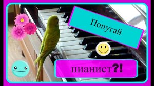 Попугай-пианист?//Волнистый попугай Тоша играет на пианино//Птицы