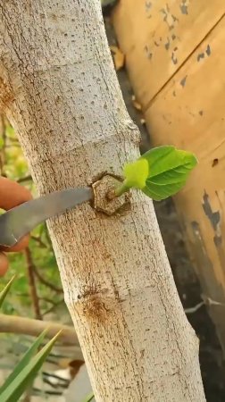 Новая техника прививки деревьев🌿 #shorts #garden #советы