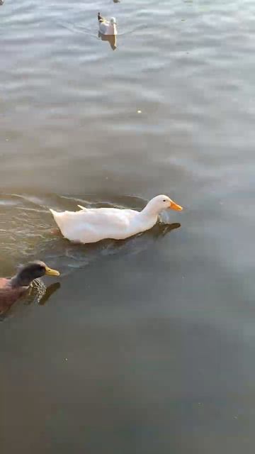 Красивые утки плавают в пруду смотреть онлайн