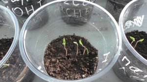 Помидоры взошли через пять дней