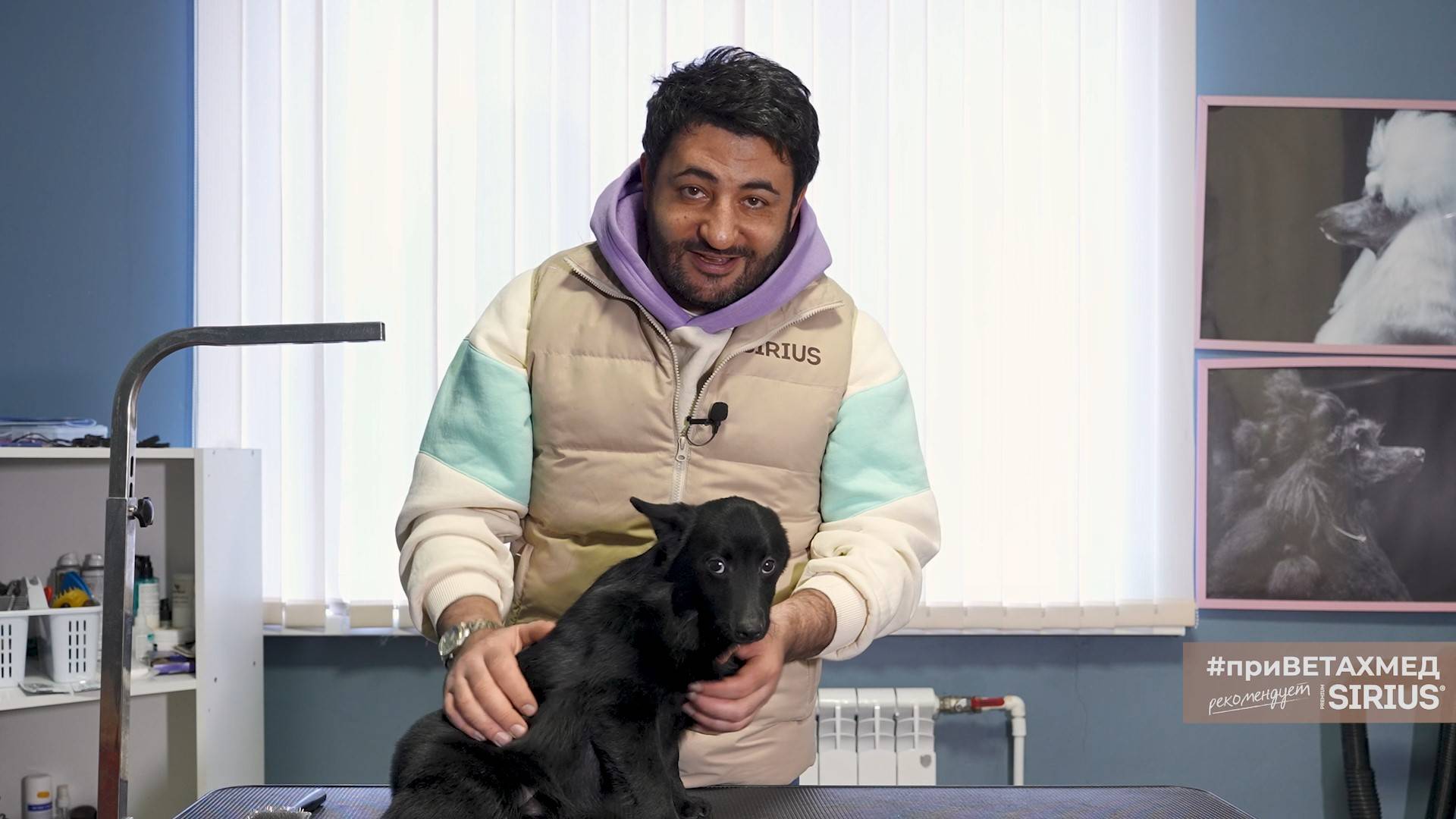 Выбор щенка породы схипперке // #приВЕТАХМЕД смотреть онлайн