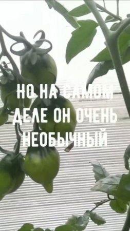 Необычный томат, который посажу обязательно на следующий год