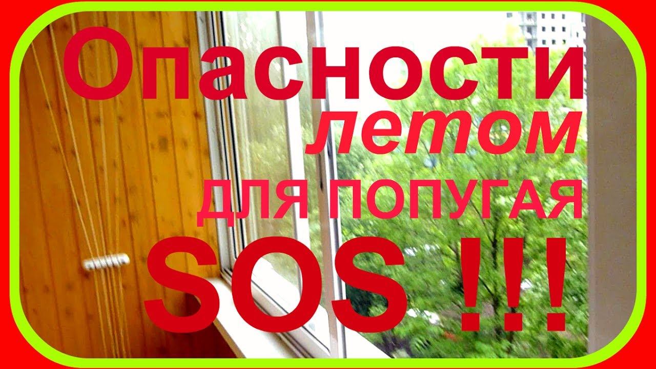VLOG:ОПАСНОСТИ ЛЕТОМ для ПОПУГАЯ//SOS!!!!//ПТИЦЫ