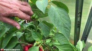 Болгарский перец. Сладкий перец. Перец в теплице.
