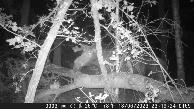 Лось забежал полизать соли.