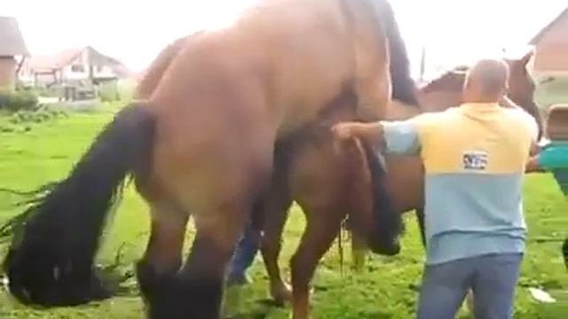 Horse Dating смотреть онлайн