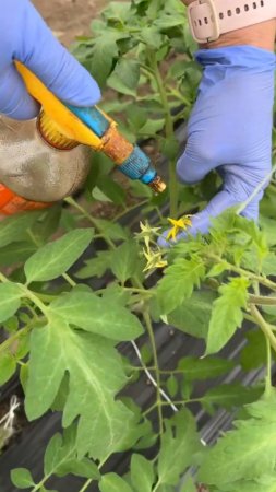 Для сохранения завязей, обрабатываем БОРОМ🍅🍆🌶 #shorts #garden #советы
