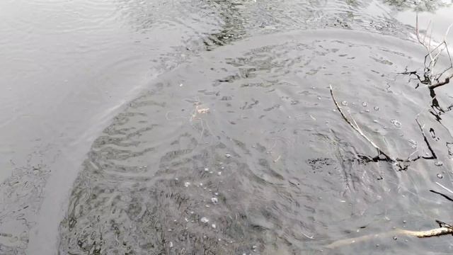 Спиннинг с берега 31.03 смотреть онлайн