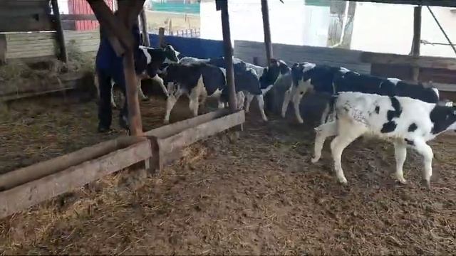 Бычки телята шикардос 👍👍👍 30.01.2024 смотреть онлайн