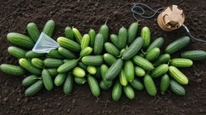 Внекорневая подкормка огурцов сроки внесения, виды удобрений - Овощи
