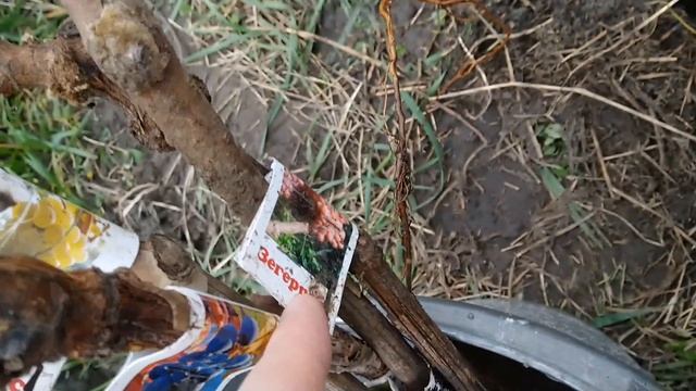 Посадка винограду осінню +10 кущів. Виноград 2020 смотреть онлайн