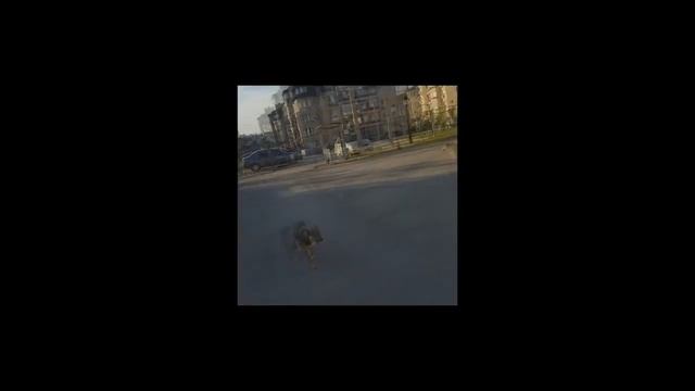 На территорию детсада 32 в Дзержинском районе проникают бродячие собаки