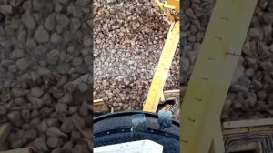 ROPA Маус 4 Беларусь погрузка сахарной свеклы