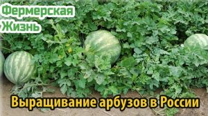 Выращивание арбузов в России