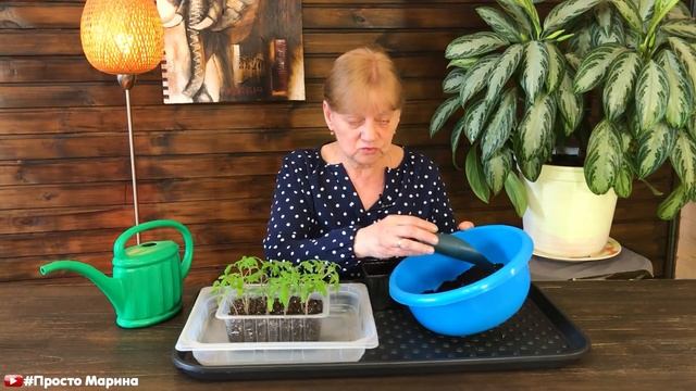 Чтобы рассада томатов не вытягивалась и была здоровой и крепкой.