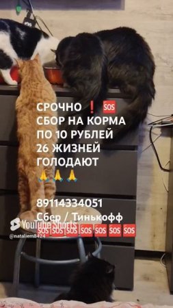 ПОМОЩЬ ПРИДИ 🙏🆘
