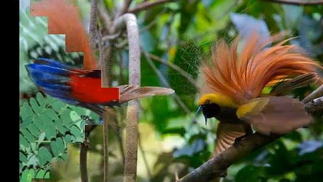  RARE BIRDS смотреть онлайн