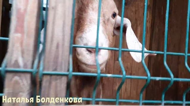 Лилька пострадала//Как высылаем яйцо//Сажаю и пересаживаю//Вывод перепелов смотреть онлайн