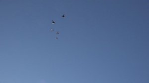 Старт голубей у Лаина В.А.